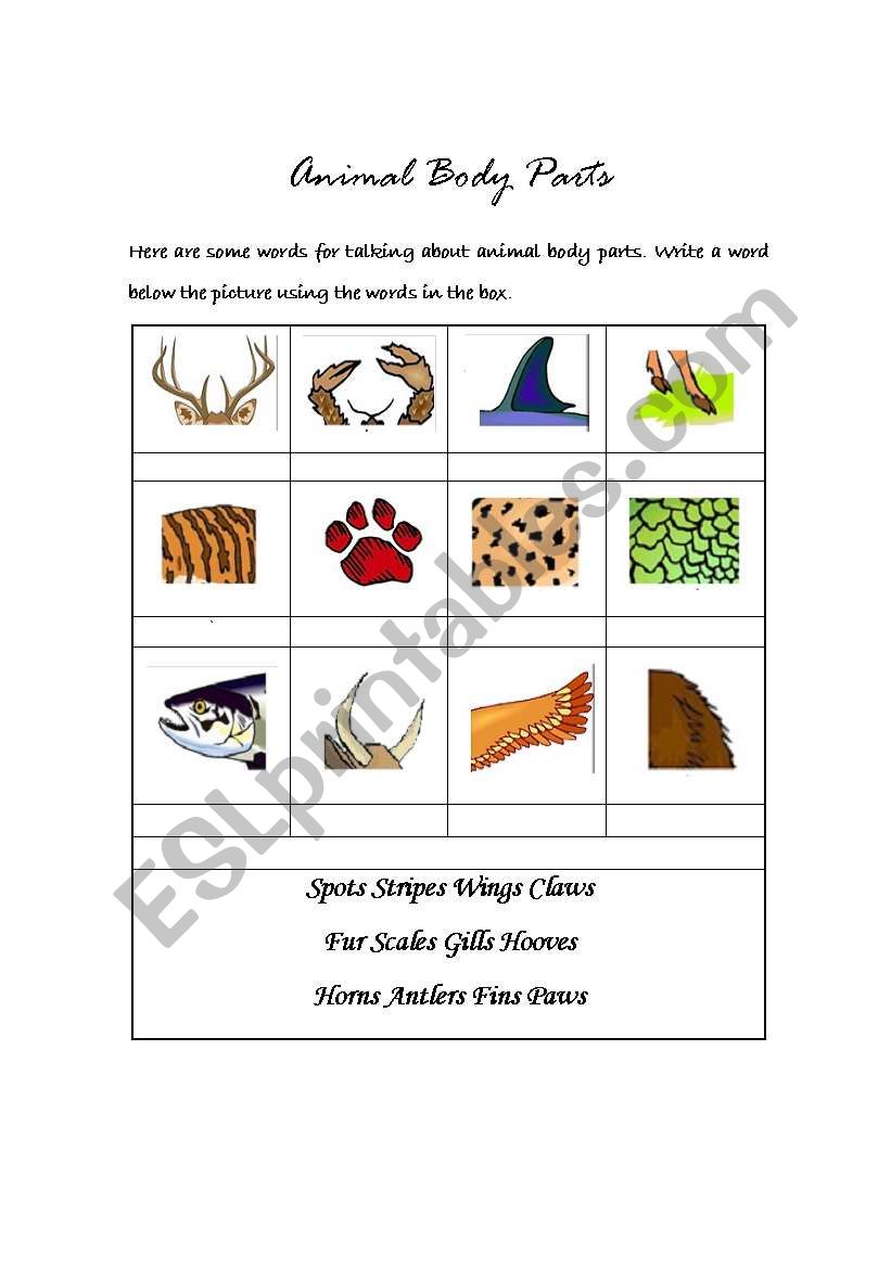 Animal body parts worksheet