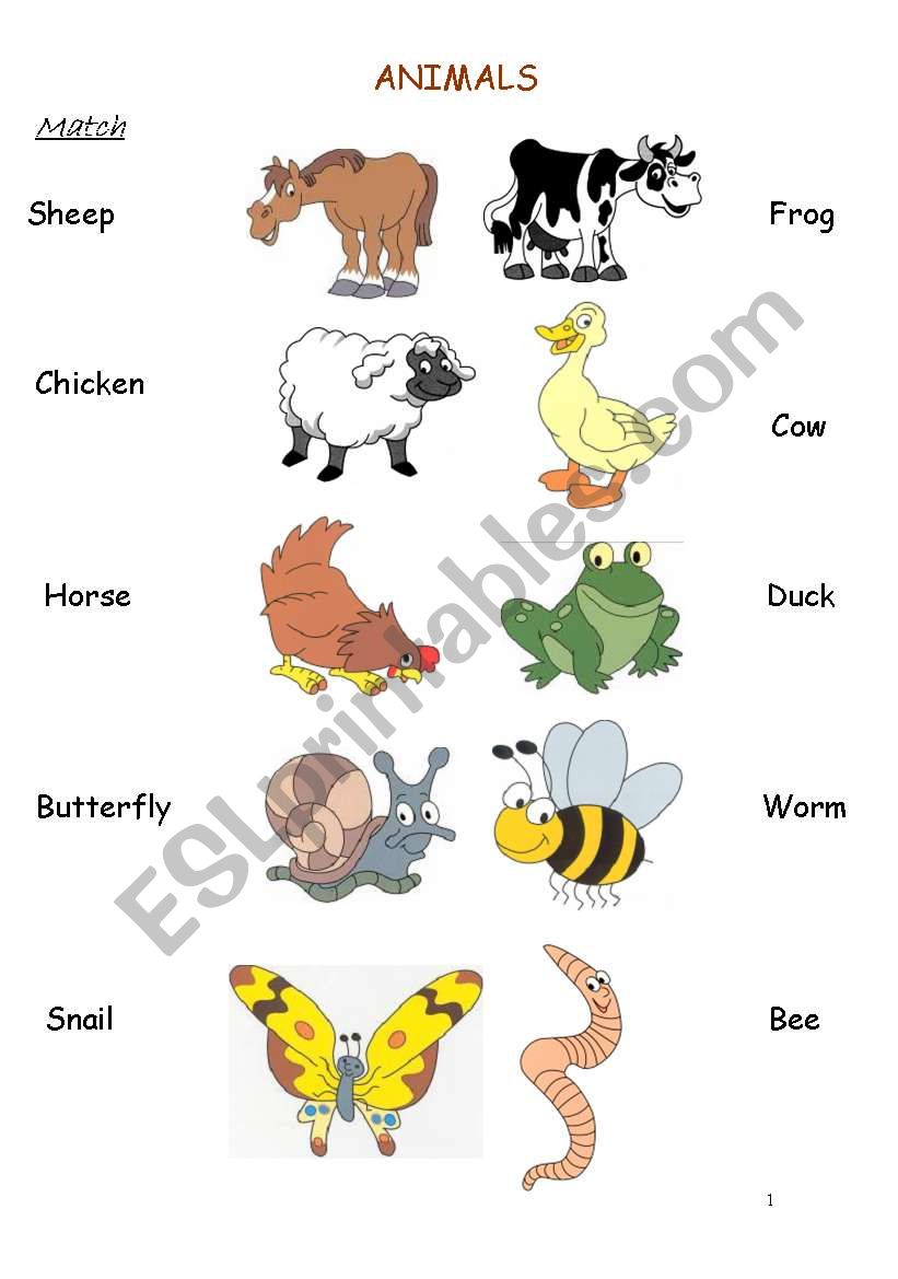 Animals worksheet