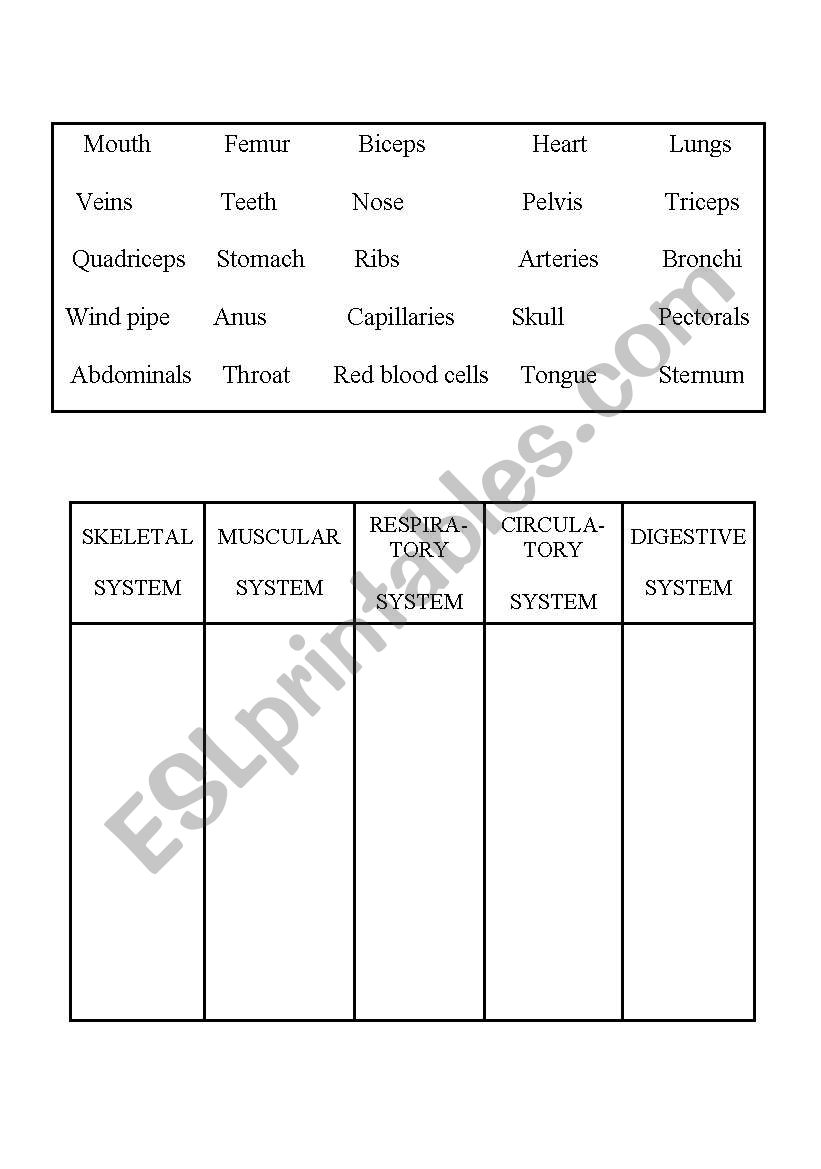 Systems of the human body worksheet