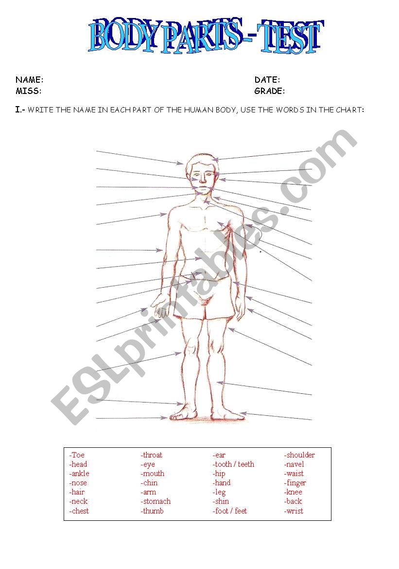 BODY PARTS worksheet