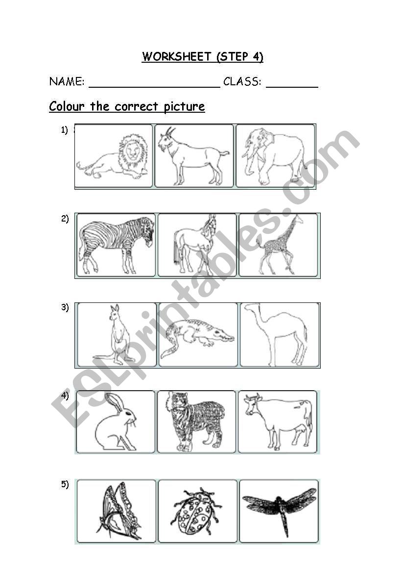 animals worksheet worksheet