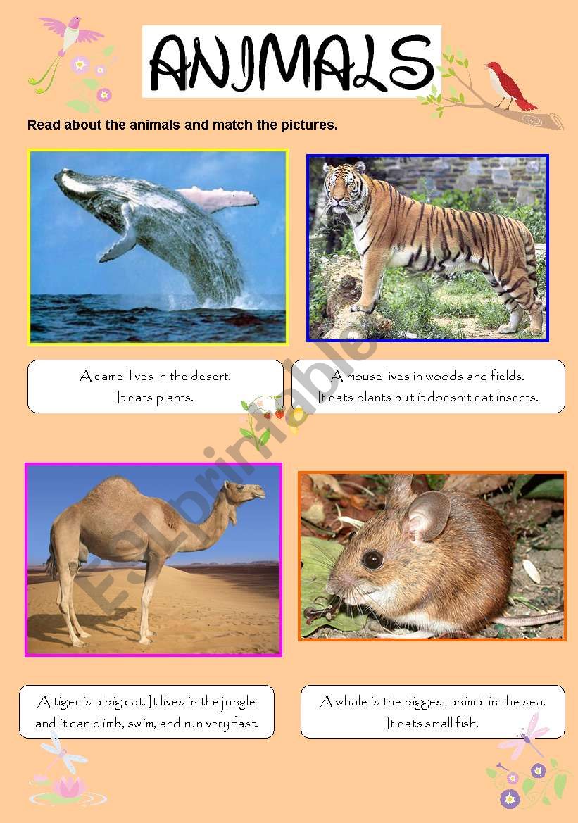 ANIMALS worksheet