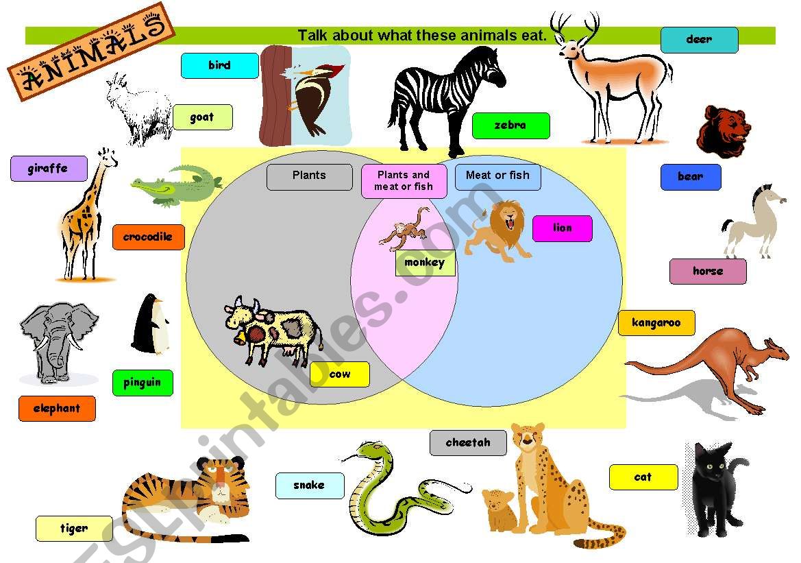 WHAT ANIMALS EAT worksheet