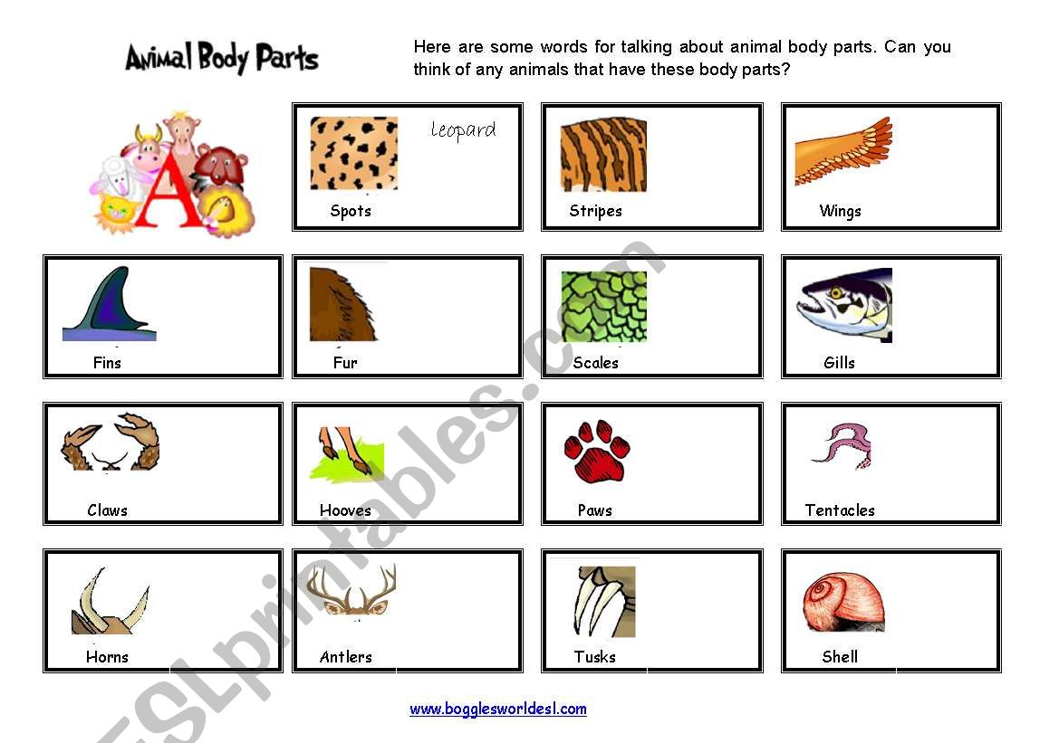 animal parts worksheet
