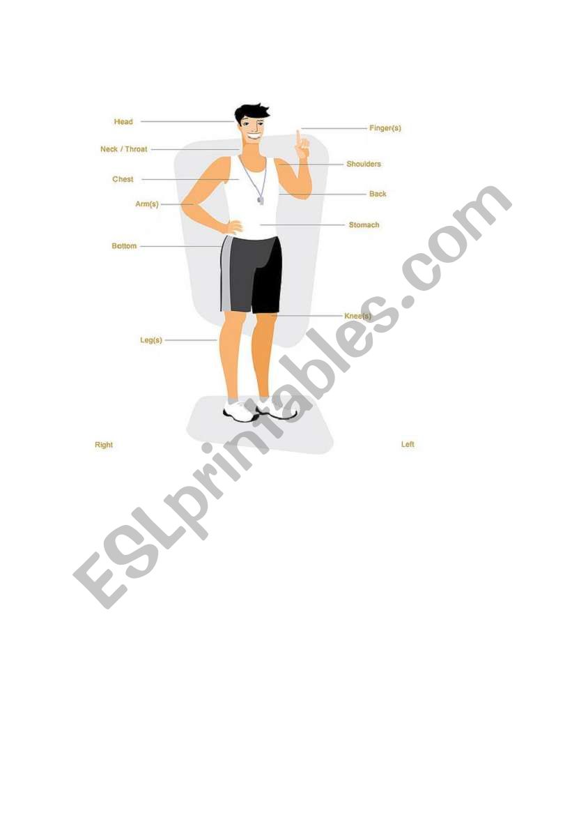 Parts of the Body worksheet