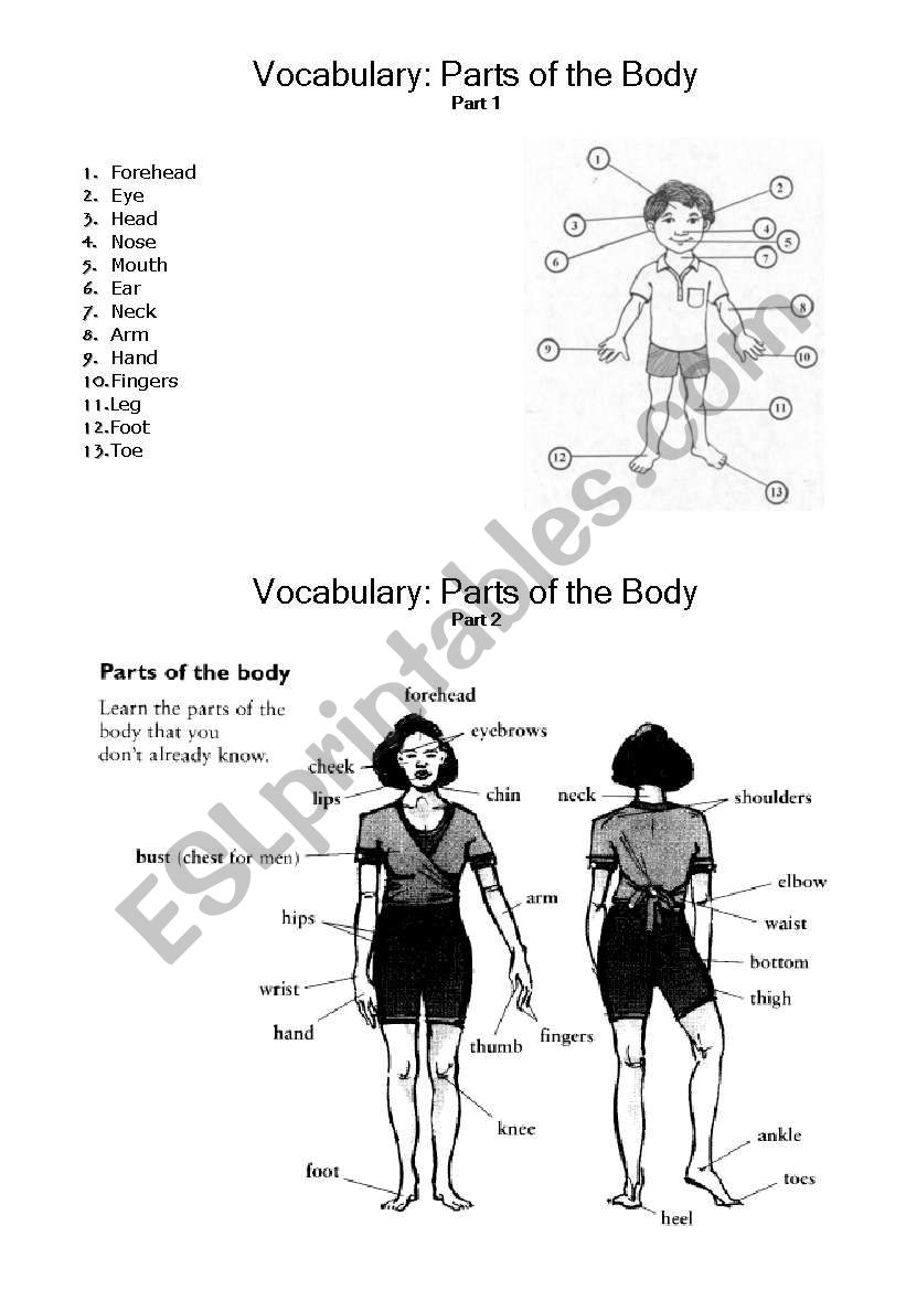 Vocabulary: parts of the body worksheet