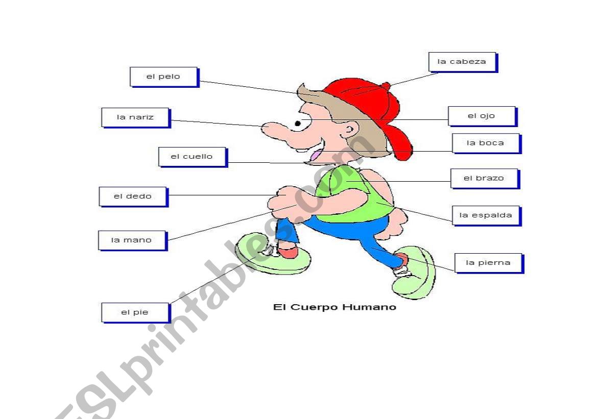 parts of human body worksheet