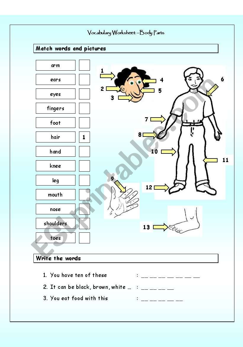 Vocabulary Matching Worksheet - Body Parts