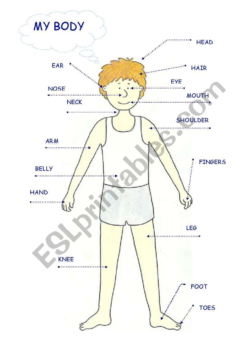 my body worksheet