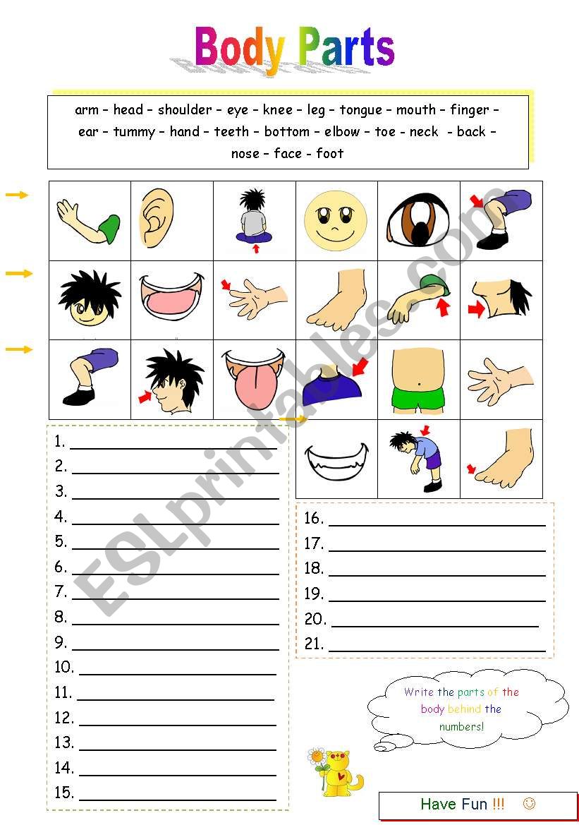 Body Parts Worksheet worksheet