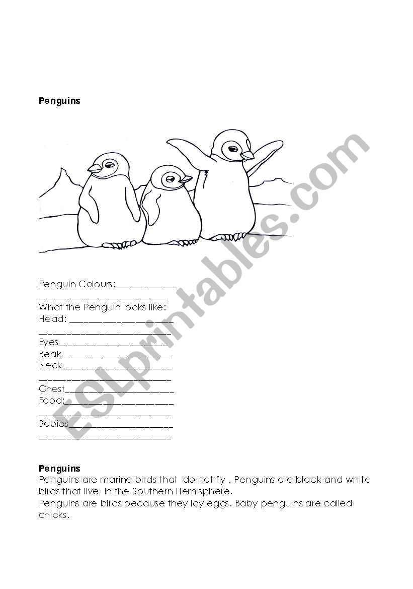 polar animals worksheet