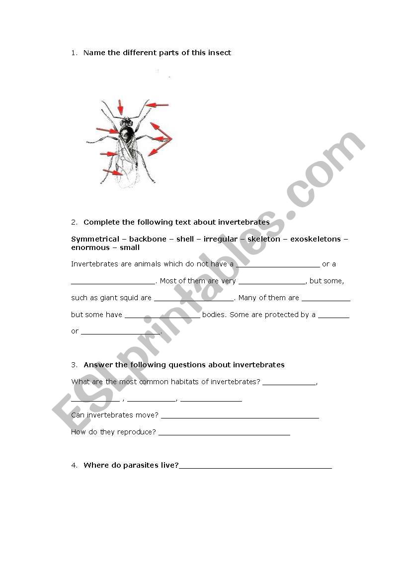 Invertebrates worksheet