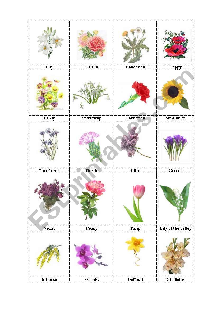 Flowers Flashcards - ESL worksheet by lyljane13