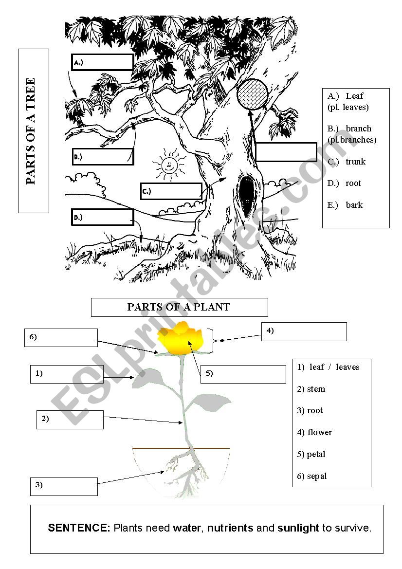 PARTS OF PLANTS & TREES 1 worksheet