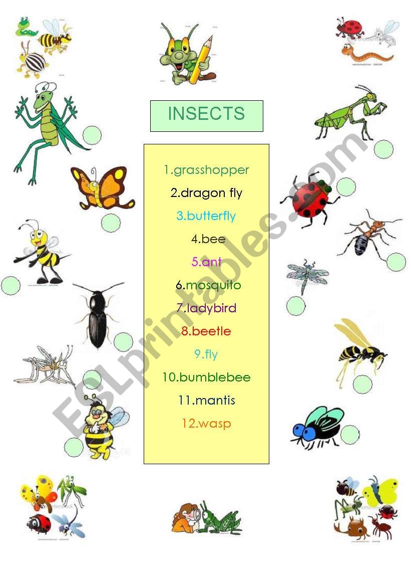 ANIMALS - INSECTS worksheet