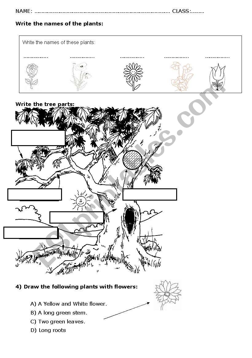 PLANTS & TREE PARTS ACTIVITY worksheet