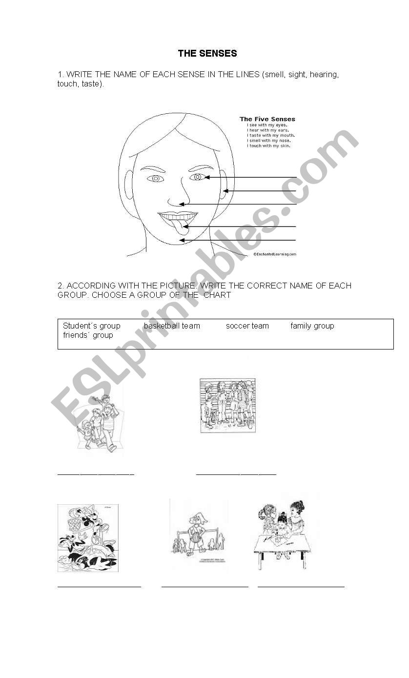 The senses worksheet