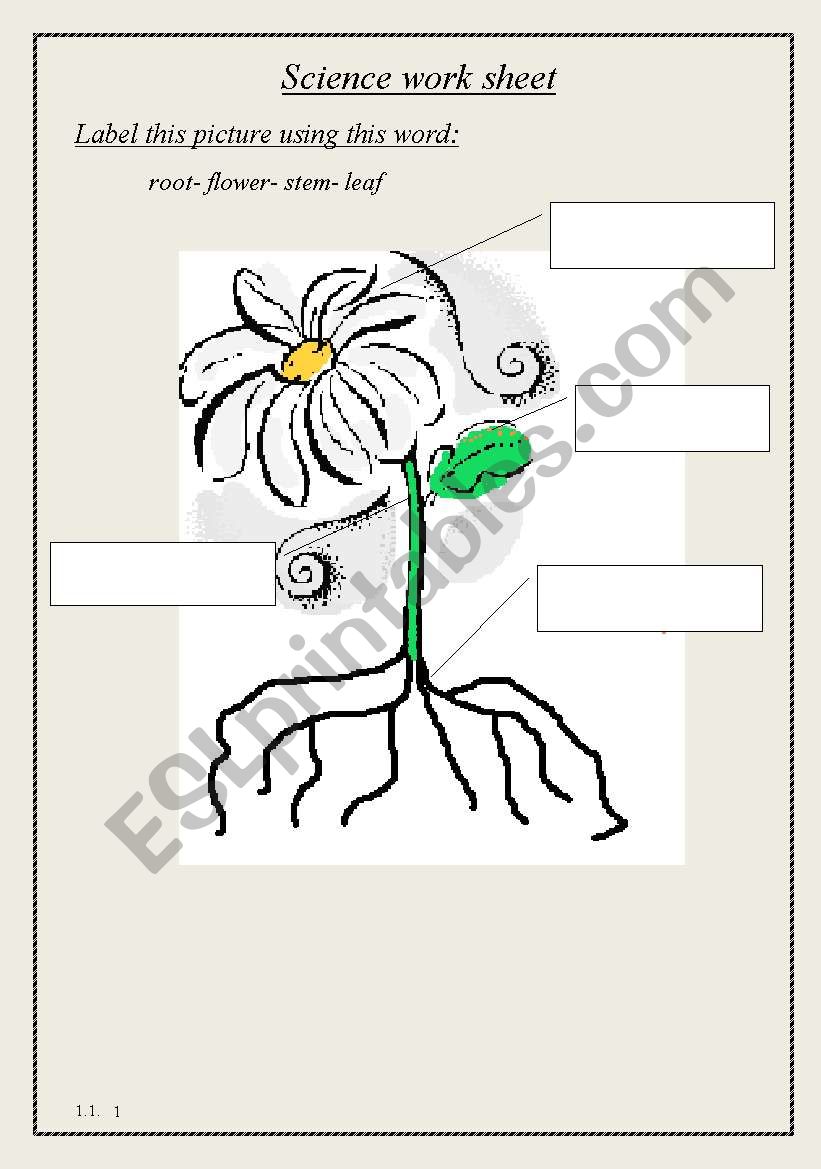 parts of plant worksheet