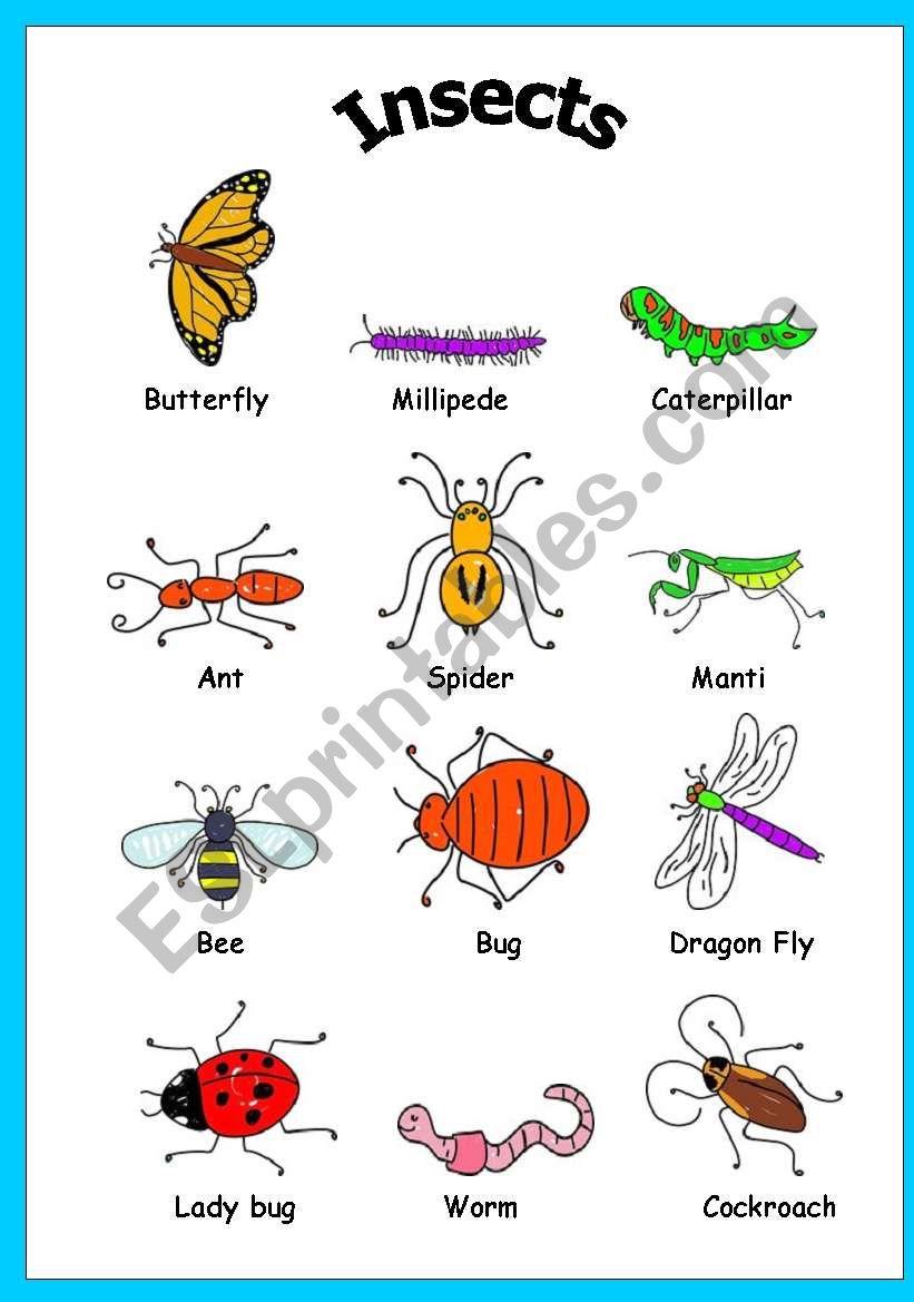 Insects worksheet