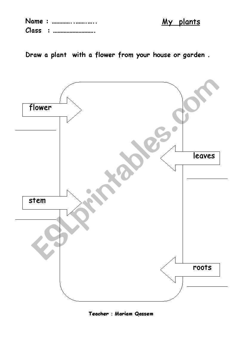 my plant worksheet