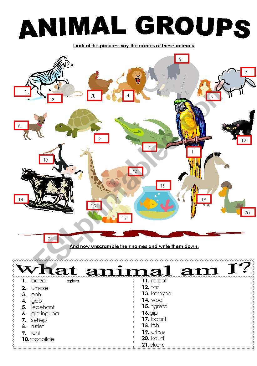 Animal groups worksheet