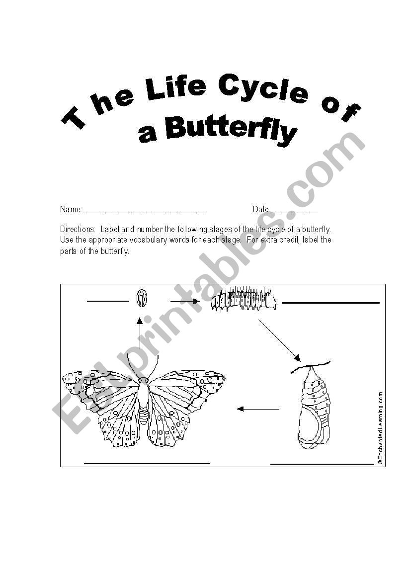 Butterfly Diagram worksheet
