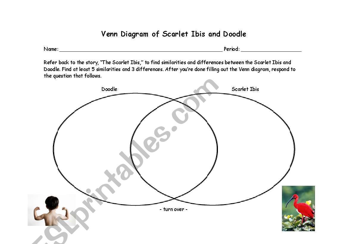 English worksheets: Scarlet Ibis Venn Diagram Inside The Scarlet Ibis Worksheet