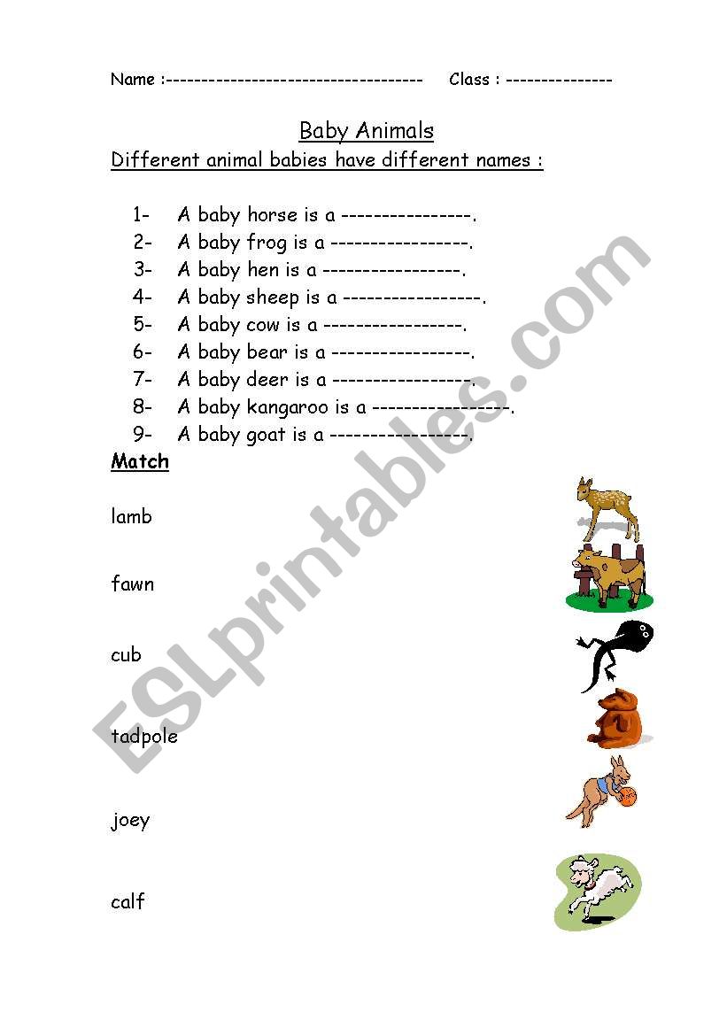 Baby Animals worksheet