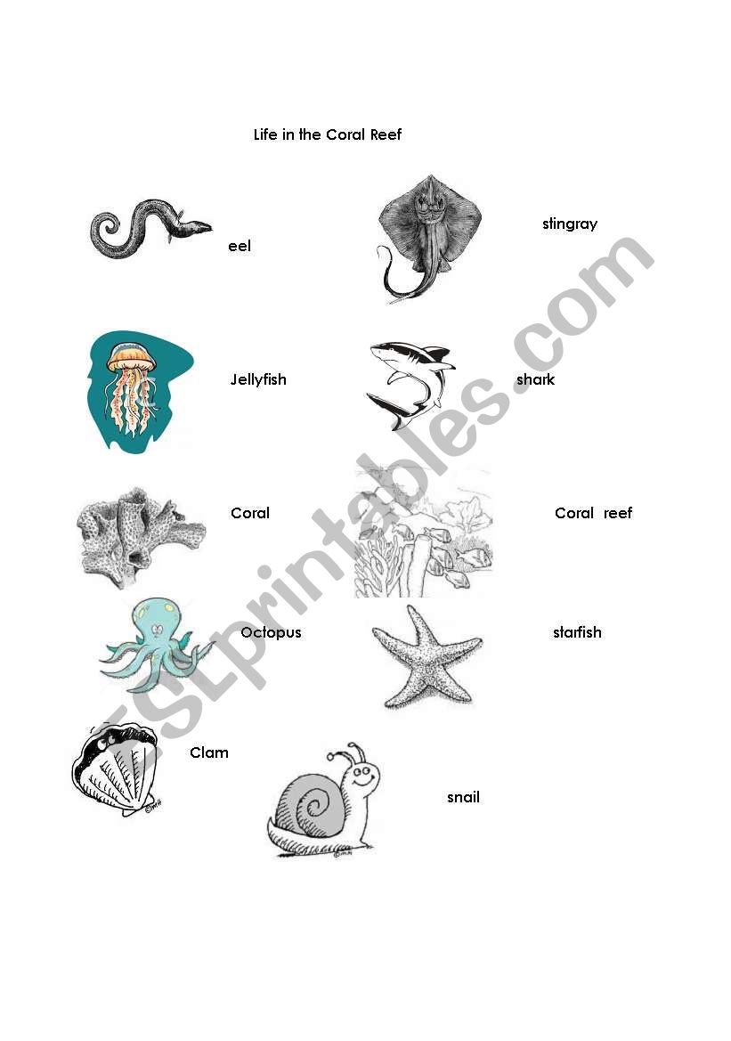 Life in Coral Reefs worksheet