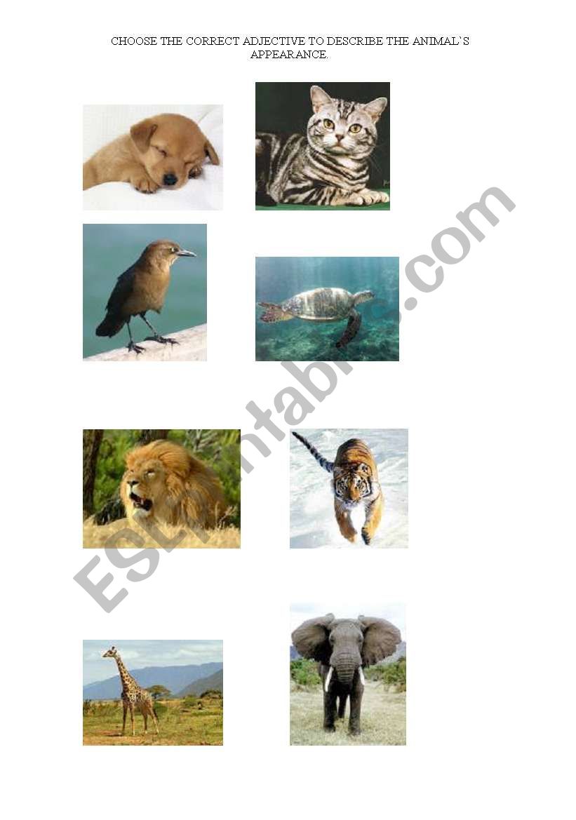 ANIMALS- PHYSICAL APPEARANCE worksheet