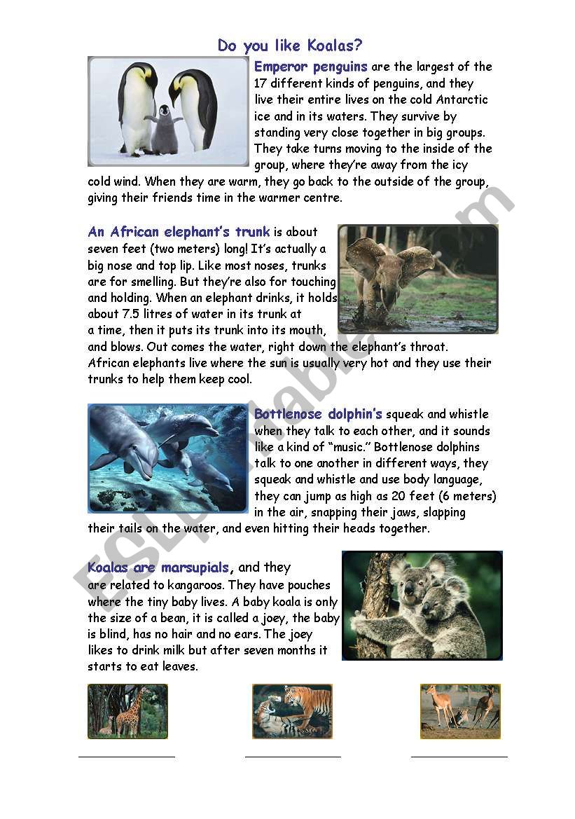 Animal facts worksheet