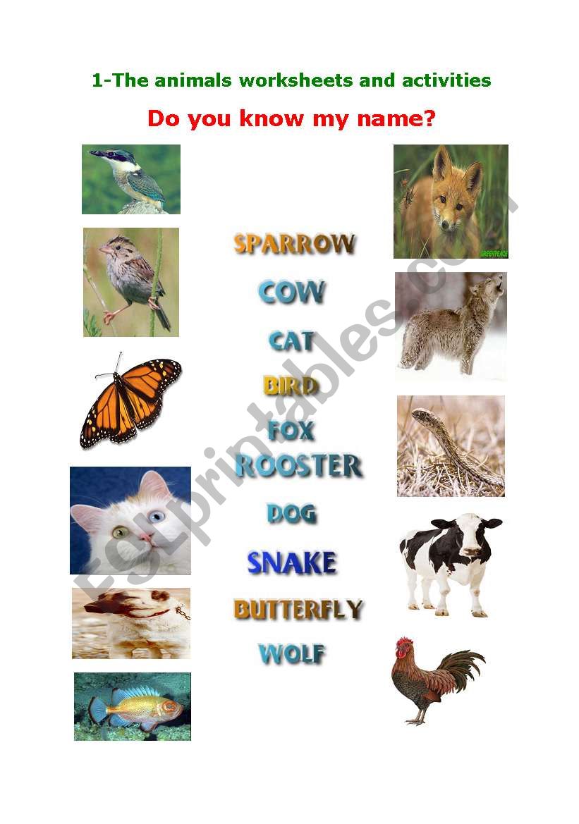 English worksheets: Animal Worksheet