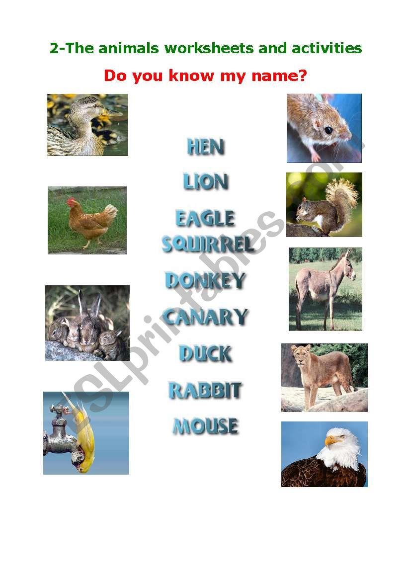 animals worksheet worksheet