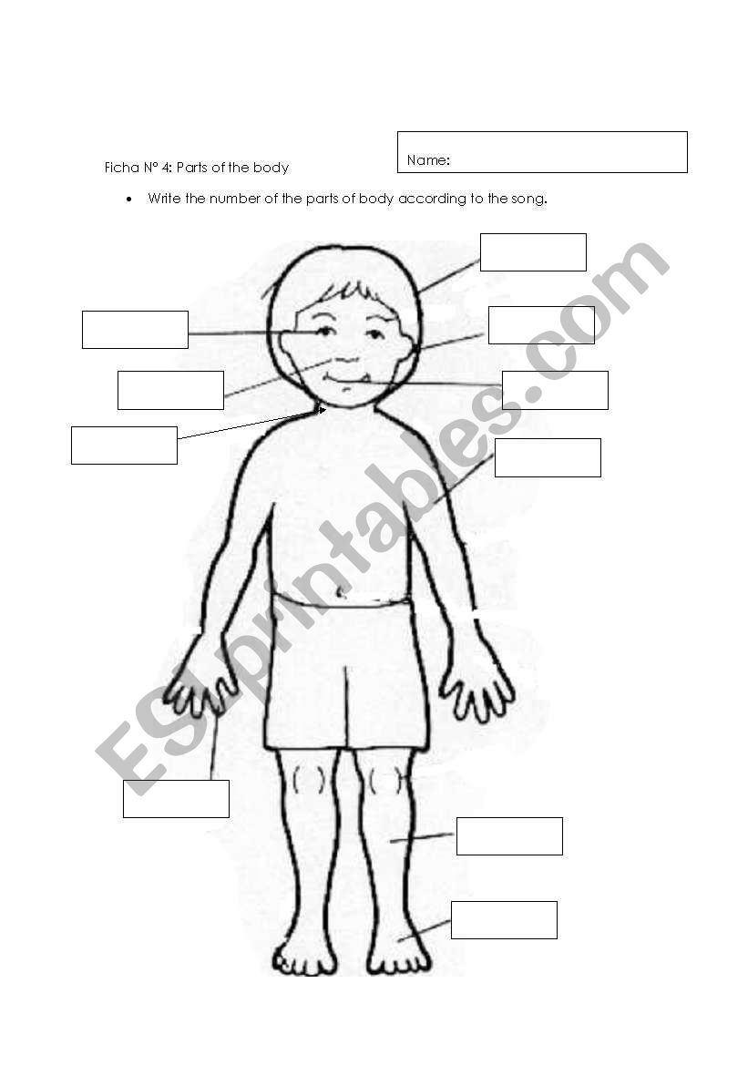 parts of the body worksheet