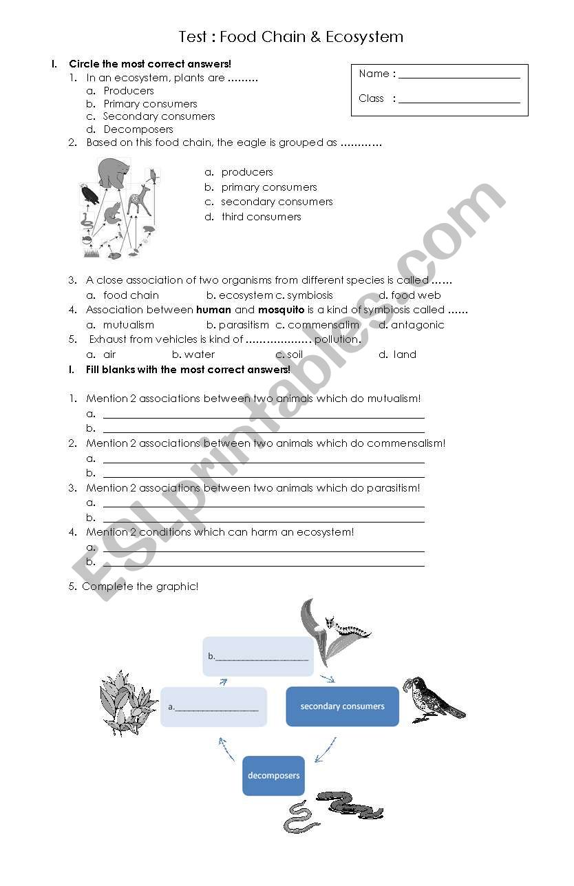 Food chain & Ecosystem worksheet