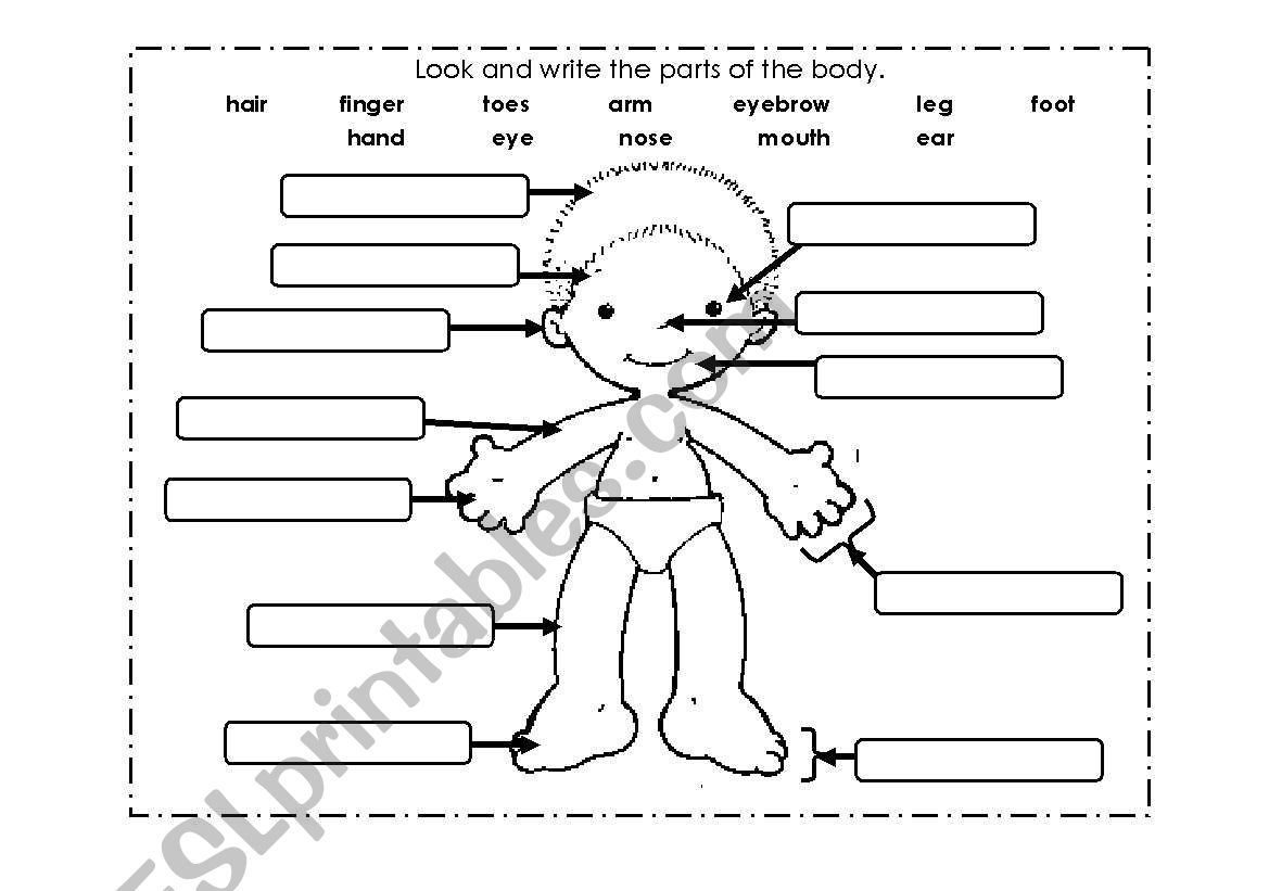 Parts of the body worksheet