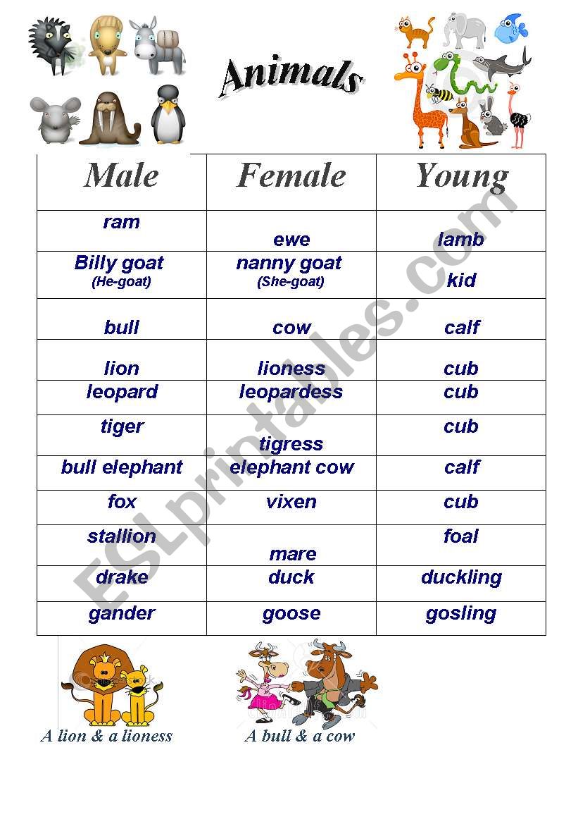 Animals (Male-Female-Young) worksheet