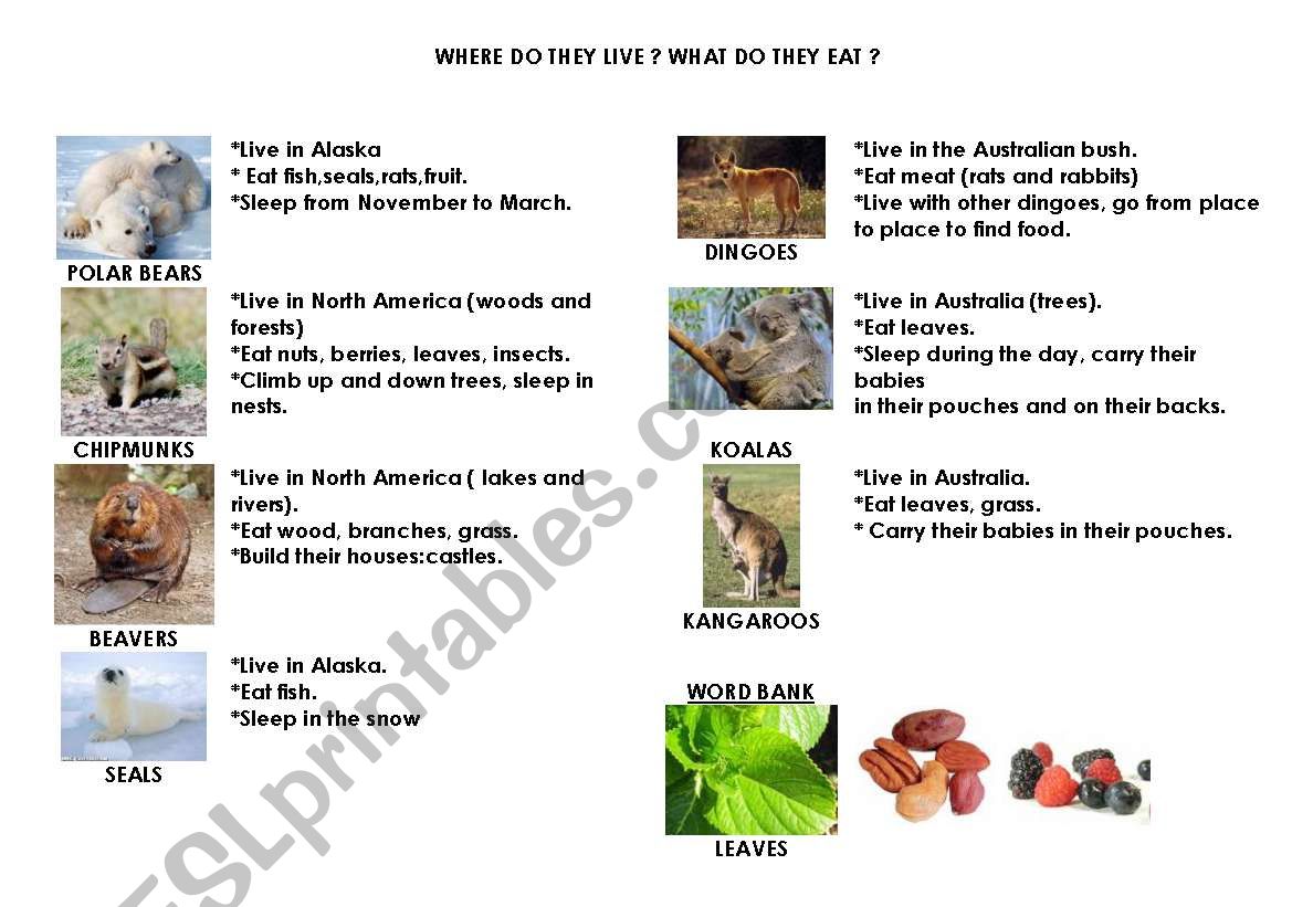 Australian animals worksheet