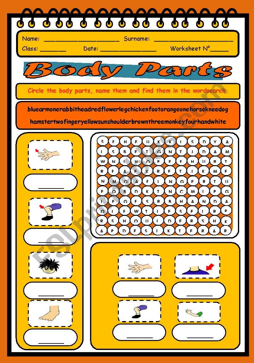 Body Parts Worksheet worksheet