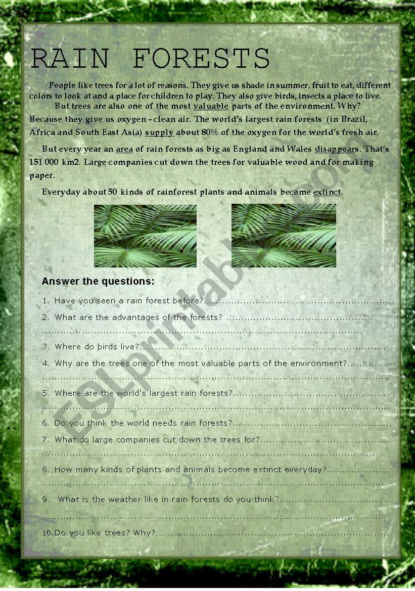 rain forests worksheet