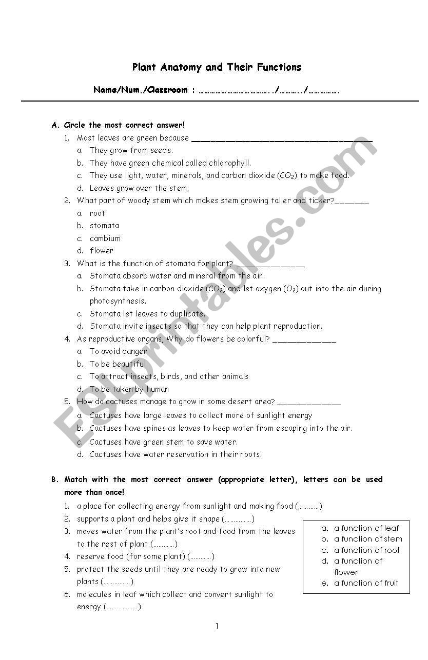 Plant anatomy worksheet