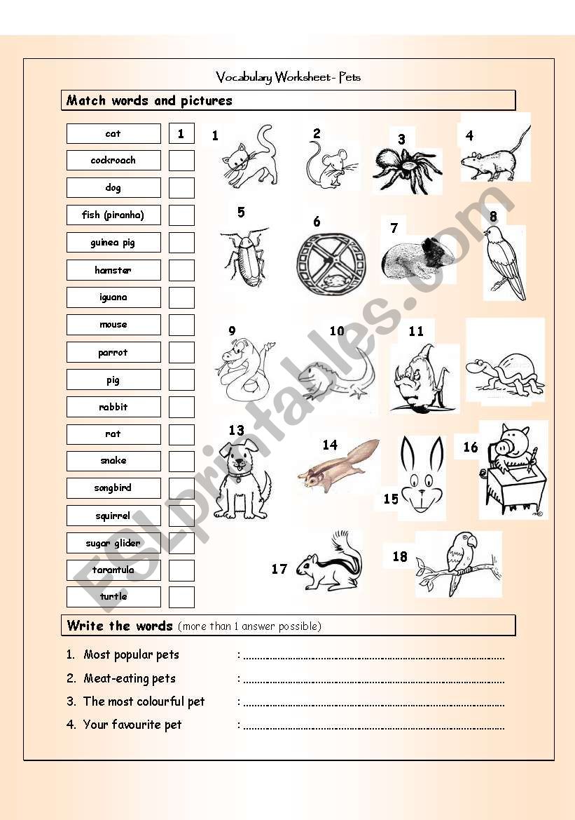 Vocabulary Matching Worksheet - PETS