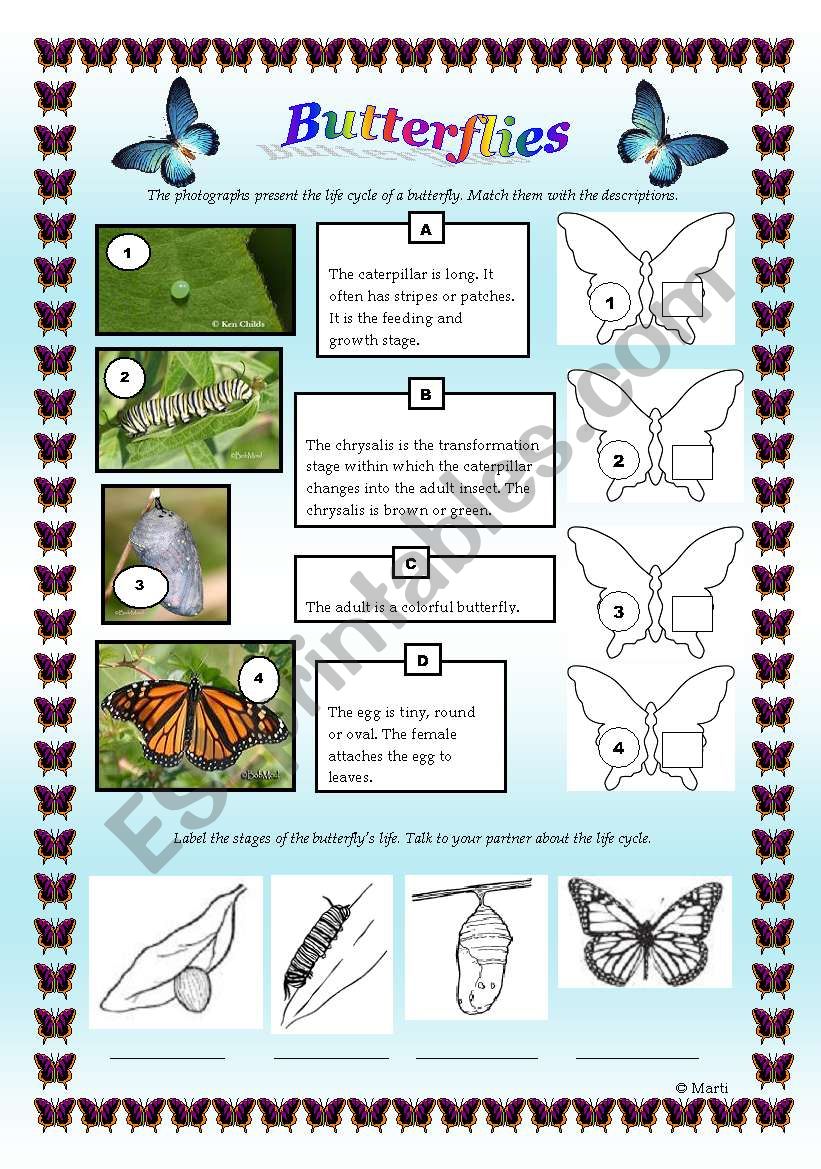 Butterflies worksheet