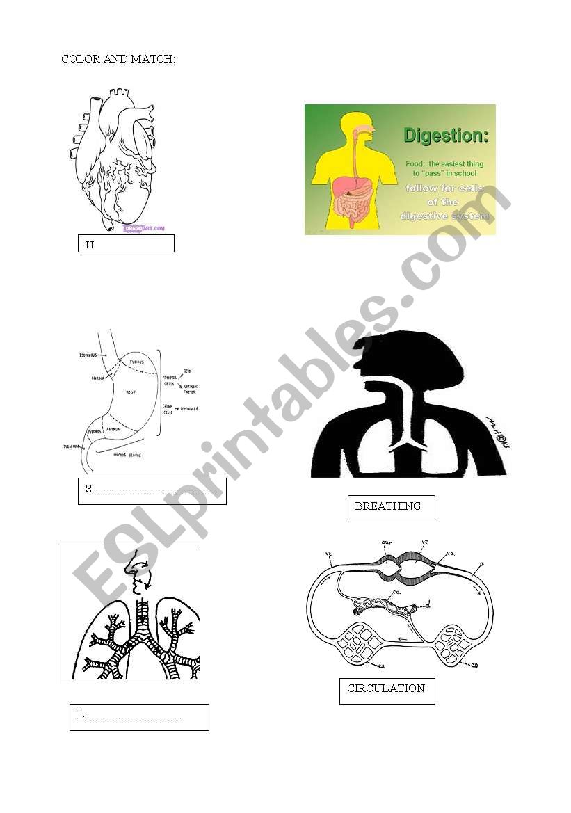 ORGANS FUNCTIONS worksheet