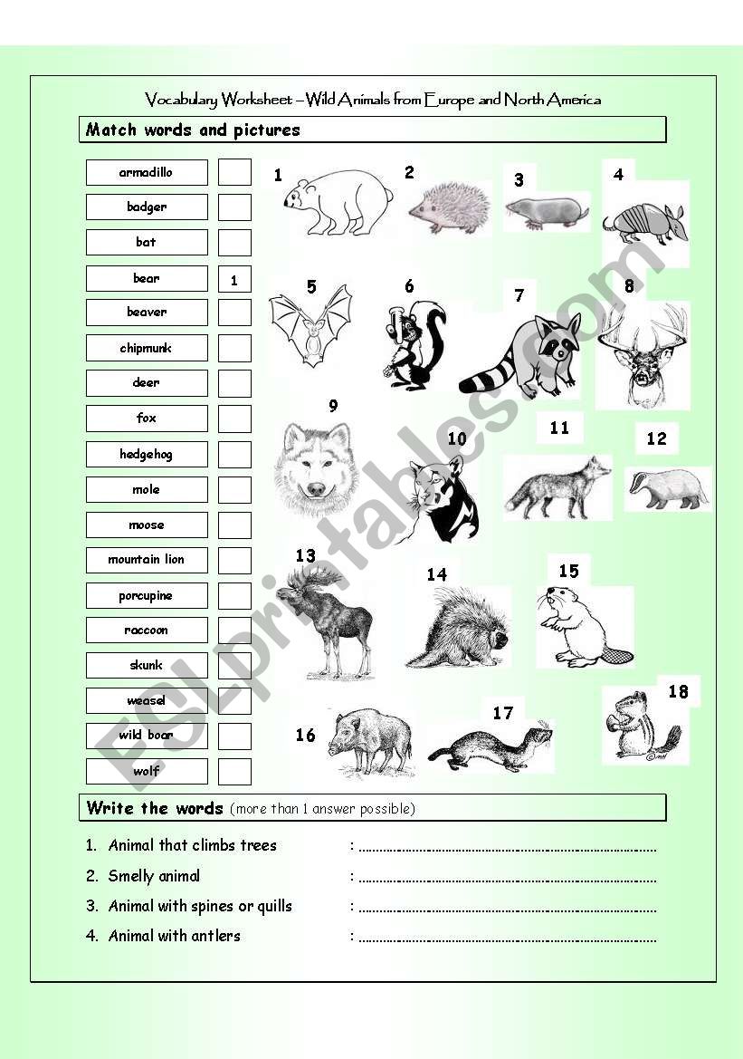 Vocabulary Matching Worksheet - Wild Animals from Europe & North America