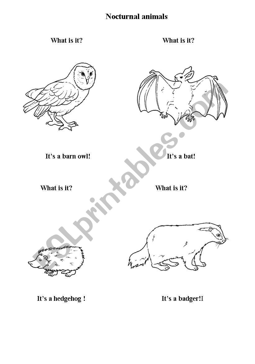 English worksheets nocturnal animals
