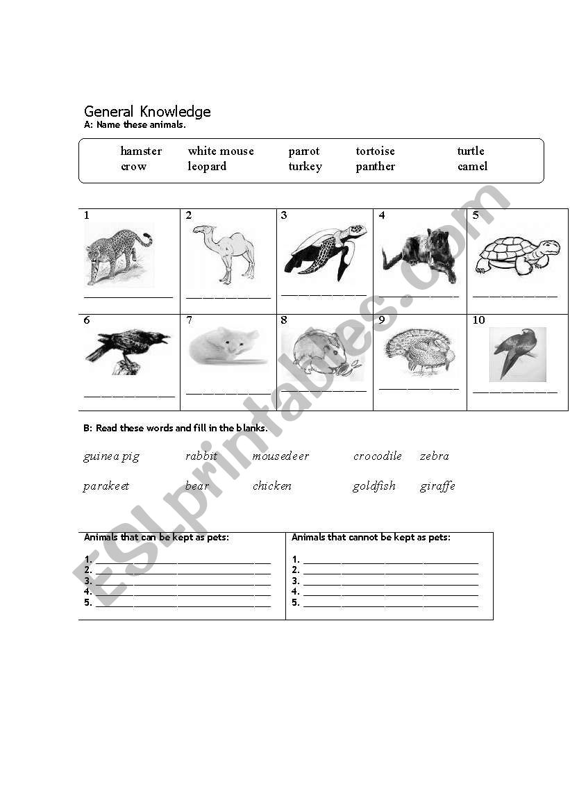 English worksheets: General Knowledge - Animal