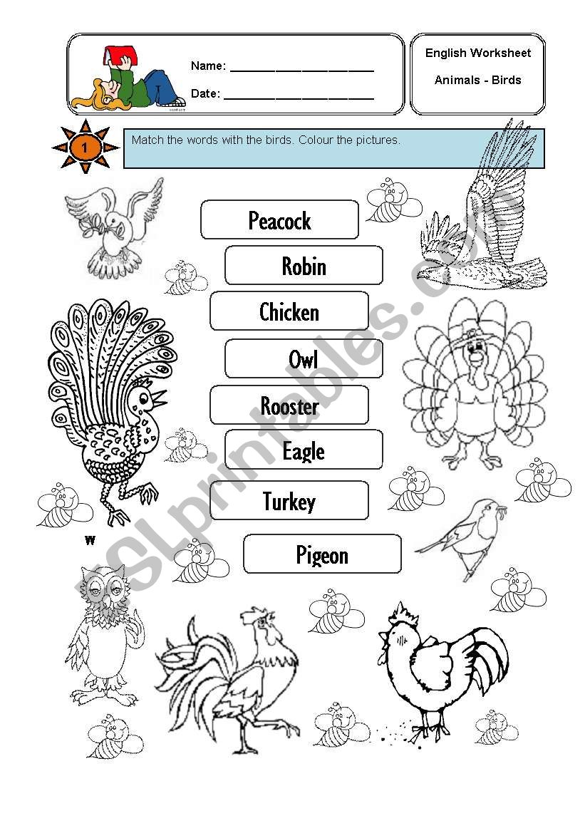 birds worksheet