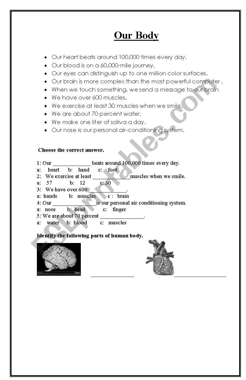 our body worksheet