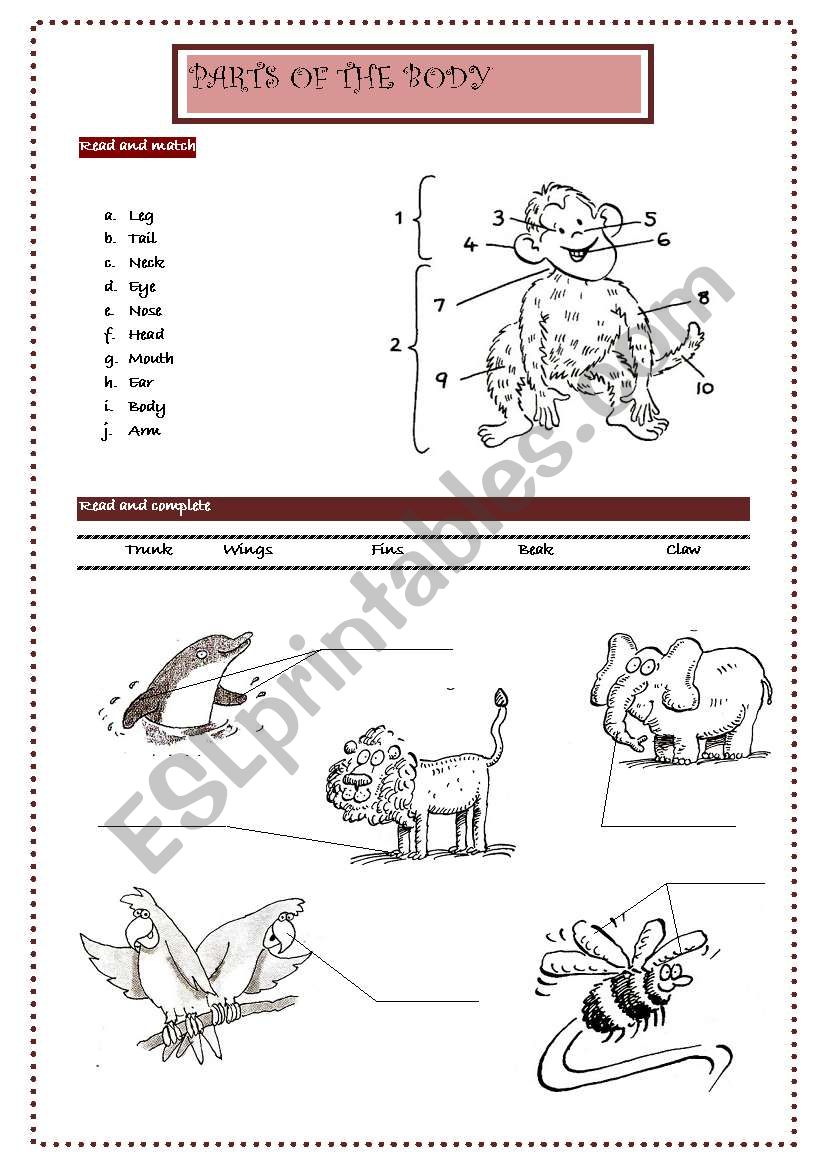 Parts of the body worksheet